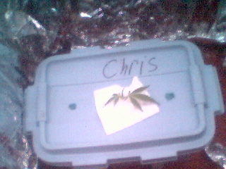 This is another pic of my plant witch I Call Chris...