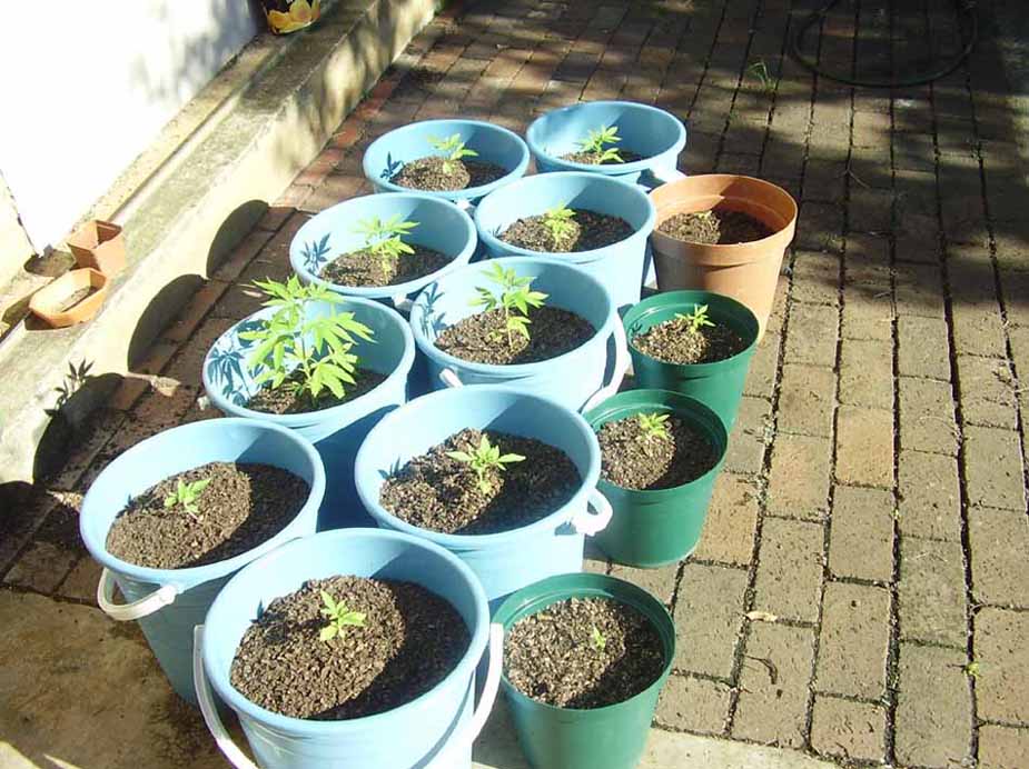 I've just started using 25 litre containers, used to use 10 litres but find the roots fill up the pot too much