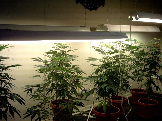 I have toped 4 of the 8 plants at 27