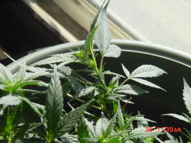 buds a forming