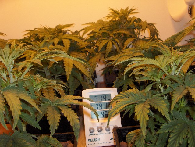 starting to look like a jungle in there