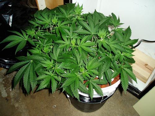 5 Weeks old