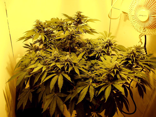 Overall view of the little lady.