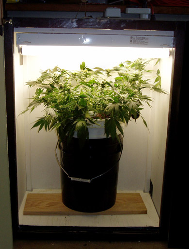 Clone of my best producer, being grown in a home made hydro system.