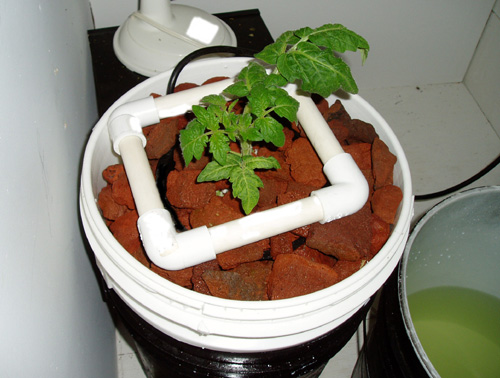 Had some extra space in the flowering room, so I started a Tomato Plant.