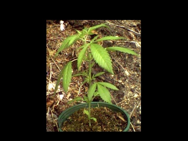 This plant is ina cleared area, and it looks mostly Sativa. Its coming along nicely!