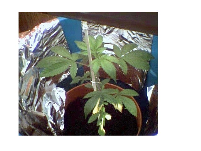 this is my plant at about 1.5 months.