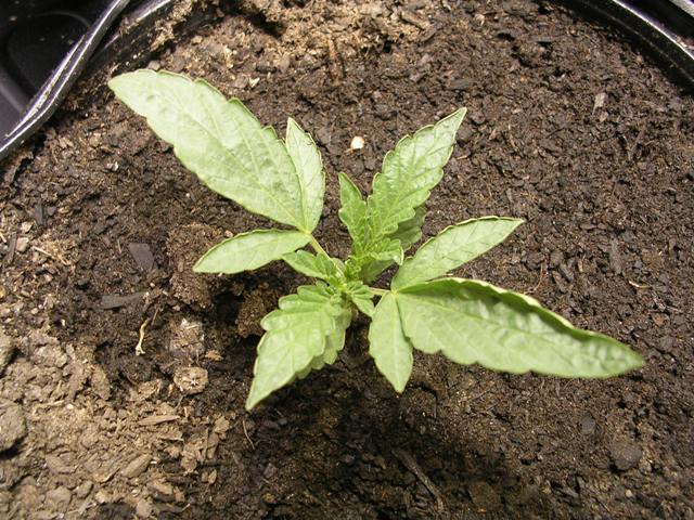 At 1 1/2 weeks. This leaf curl is more prominent here, I also attribute it to genetics since one of my other plants in the garden is this variety and exhibts the same leaf curl pattern...interestin'.