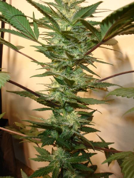 A shimmering Afgani Cola at about week 4.