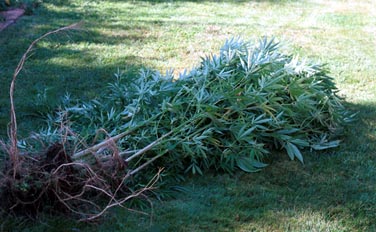 over here we work all day so were all pretty lazy so we dont clip the leaves, all we do is let it dry out by itself and smoke lastweeks bud until it is done.