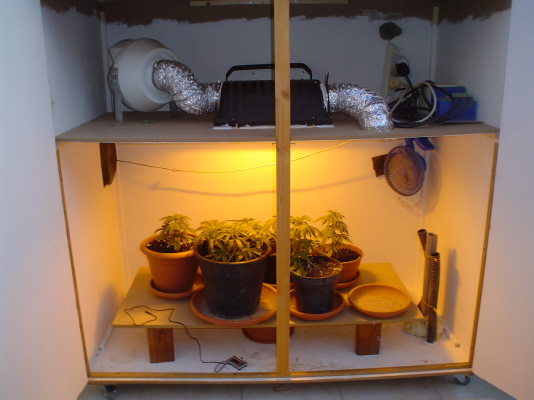 the inside of grow box...