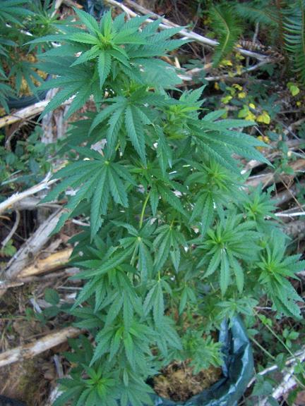 This buddy has been thrown around, starved and gone through alot. But he still keeps going. Isnt as big as some of the rest but will have a whole bunch of places for nugs to form in.