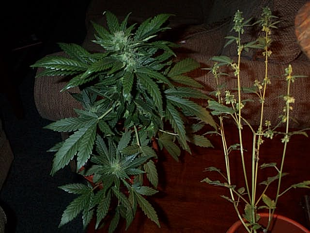 6 week old lowrider/master kush.the male was outside so its a little scrawny