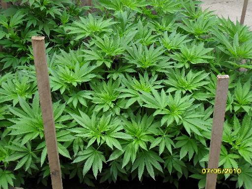 Once plants get above 1ft tall they can and will just take off!