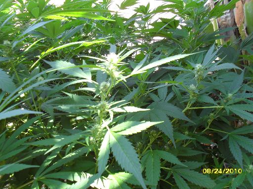 The White Widow buds in infancy but already the smell is TOXIC!