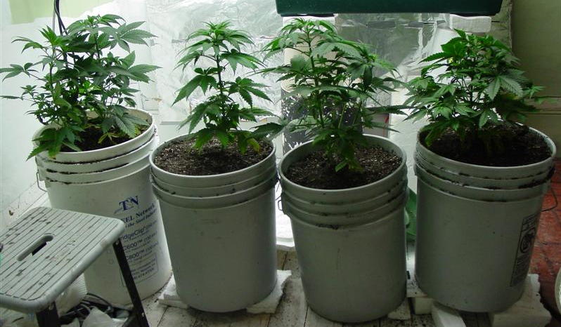 These 4 plants will go into flower in 6 weeks.