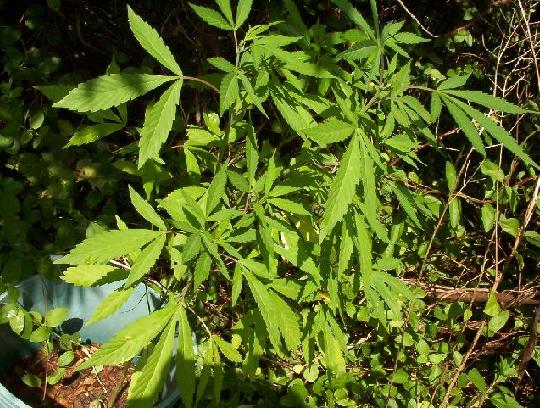 this plant was the one started in early May. Only about 2 ft. tall but it has lots of tops from my experimentation with FIMing.