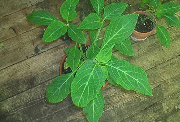 This is some Salvia Divinorum