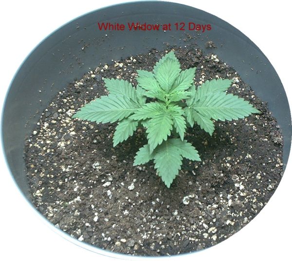 White widow rules...Its been growing under a 250 watt mh but now it's under the pioneer VIII Jr