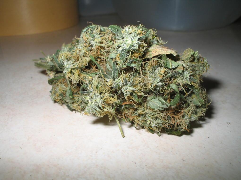Plant 2 Nugget.