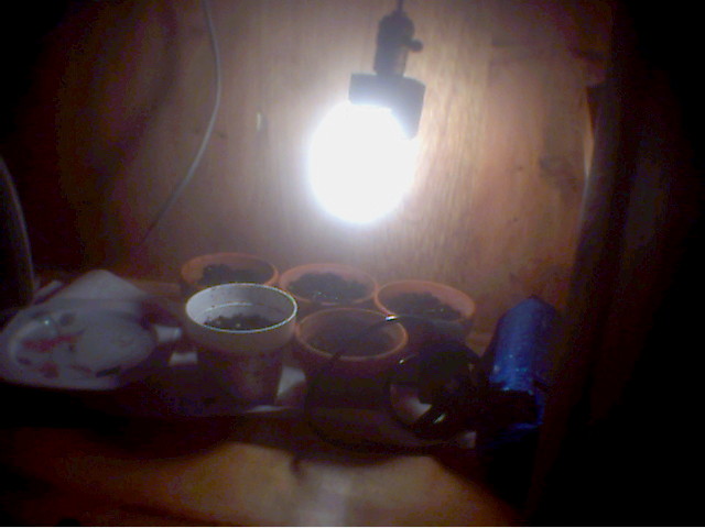 The Grow 
