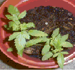 3 plants, were retarted, now has one of the biggest, this is before the jog method.