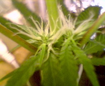 day 31 of flower