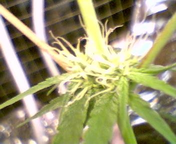 day 31 of flower