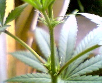 day 13 of flower