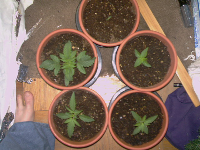 all 5 plants again