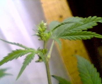 day 13 of flower