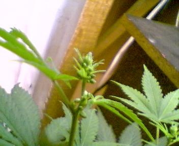 day 13 of flower