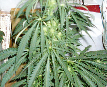 This is a pic of some buds on my one seed plant, she is the biggest.