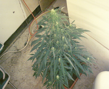 This is a pic of the seedplant on day 14