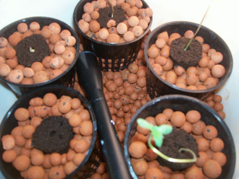 The three you see sprouted are actually from regular 'ol bag seed and are being used as my guinea pigs to make sure everything works. The two other unsprouted cubes are both Sour Deisel....cant wait!