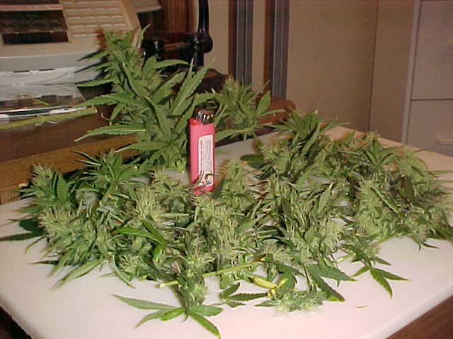 she was my fav. got just over a OZ. i was forced 2 cut her down due 2 her turning hermie.  even though premie, its some real good smoke