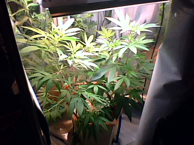 This was the 4th week and i wanted to flower but I was on a tight budget so I ended up veging for about 3 more weeks. They already outgrew this space at this point.