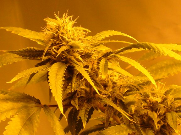 This is at the end of the 4th week in flower.