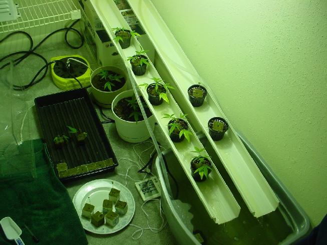 This was a walk-in closet.  As you can tell, no work was done except clearing space for growth.  I'm not sure of the exact dimensions.
Plants were cloned from what appeared to be an indica/sativa mix, although I would estimate that the plant is more sativa.
The tray on the far right has seeds from a bag of mexcican, from where I don't know.  400w MH was used for the entire veg stage, it wasn't moved but rather left in place stationary (although a lightrail would have been better).