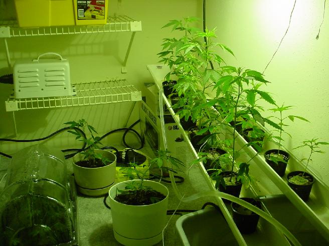 More clones added.  The light looks too far from the plants.