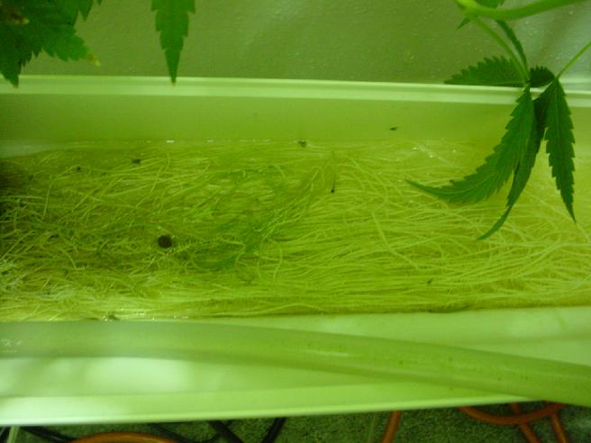 Here are the roots between two of the large clones that were by the wall.  It looks like spaghetti :)