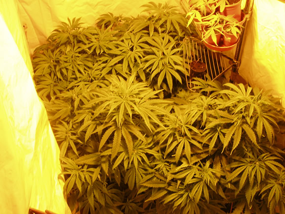 this is the last of the 24 hour cycle pictures nwo we are ging to start the 12-12 light cycle to produce some nice buds