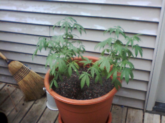 I just transplanted the plant into a much larger pot. It was totally root-bound.  I also dusted with Sevin. Should have 12 branches each soon.