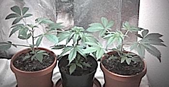 The plants in each side are sister from a bag of hydros budz I got a while back, it was the shit(I call them THE TWINS),and the one in the middle is from some mid grade weed that was good.