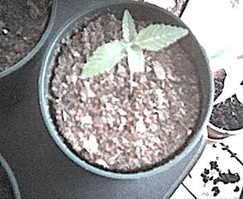 Here is the plant no. 3