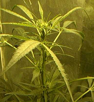 This is a pic. of the main cola from the older female at 9 days into flowering. This one is going to be a nice one! hhhhhmmmm