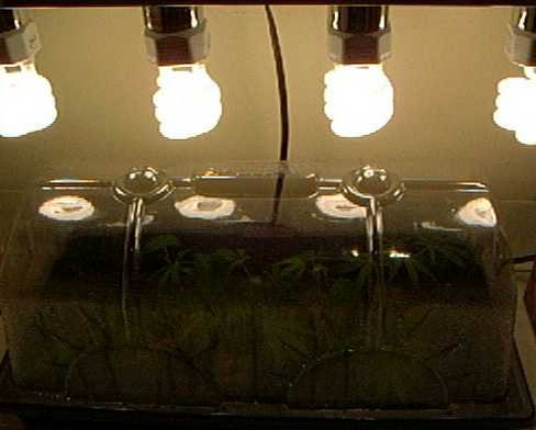 4 20watts flourecent in a Hollywood light fixture is my cloning lights. LOL. They've seens to be working, because the clones are 4 days old and I think hey look sweet.