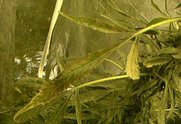 Close up to the leaves of sick plant. They seen to be turning brown, curling up and when touch the crumble.