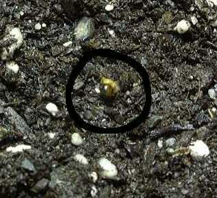 This GS was planted at the same time with the others but 5 days after the other one germinated this one is poking tru the soil. But then it has show no progress in over 24 hrs. I might germinate another GS and get rid of this one.