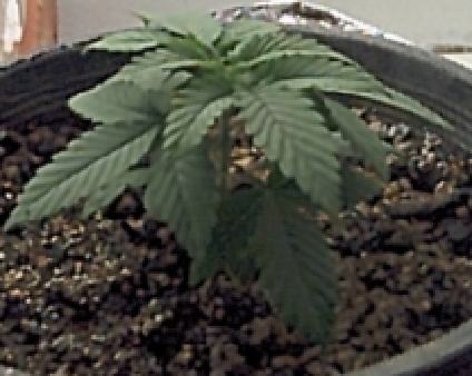  She looks like she coming out of shock and I'm pleased. She's a little behind Strain 1 & 2 in the growing stage, but she looks healthy. Pic 1 out of 4 